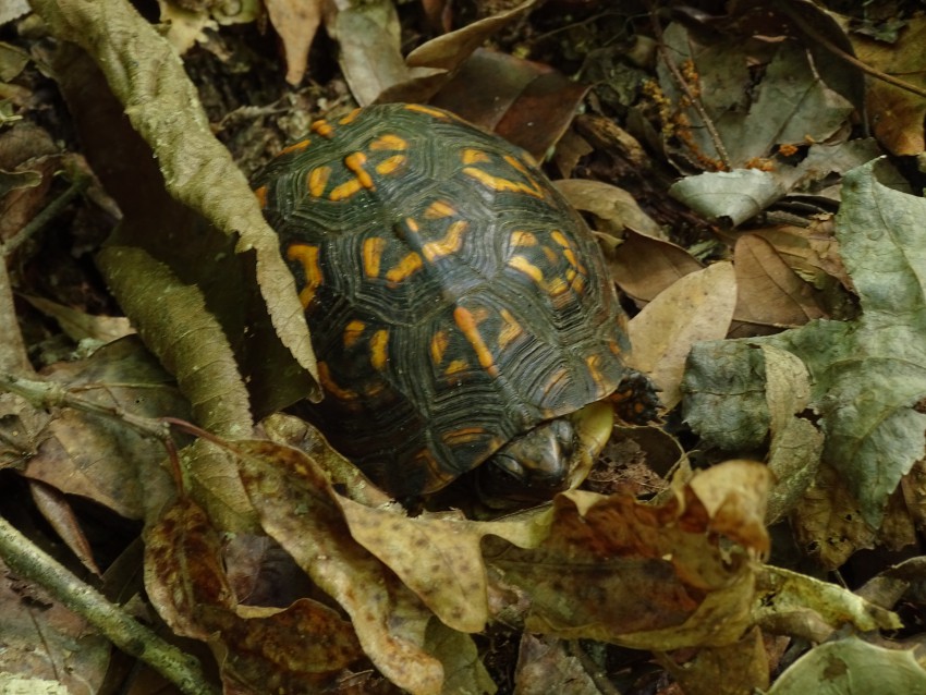 Vielfältige Fauna in den Kieferplantagen